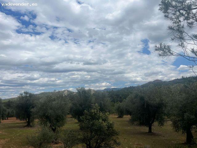 Finca de olivos en barrancos