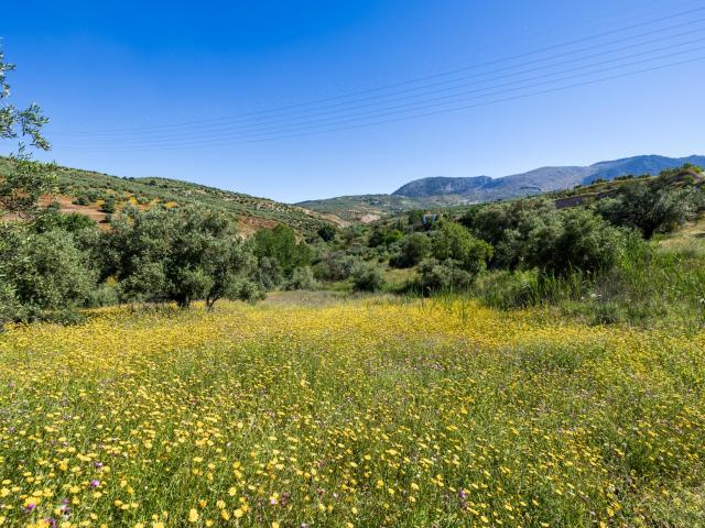 Finca de olivos en excelente ubicación – Alfacar