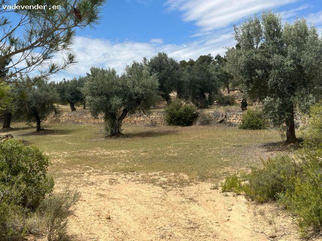 Finca de olivos en producción
