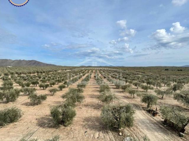 FINCA DE OLIVOS EN ULEILA DEL CAMPO