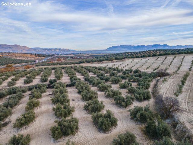 FINCA DE OLIVOS Y ALMENDROS EN VEGAS DEL GENIL