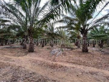 Finca de Palmas aceiteras en San Lorenzo,CHIRIQUI MJS