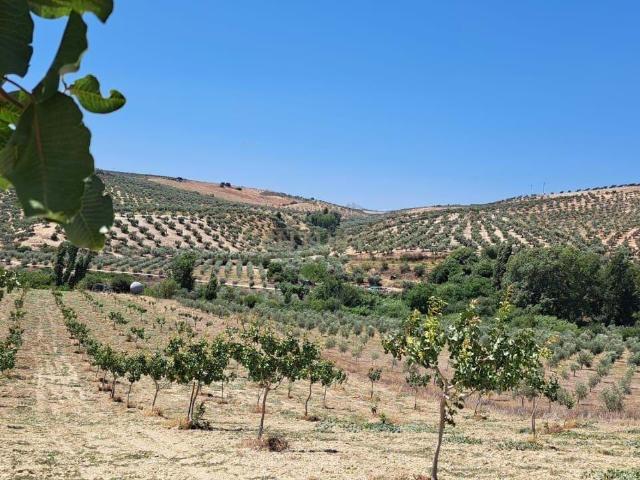 Finca de Pistachos en Producción con Agua Todo el Año, Regadío y Riego Automático | Andalucía, España