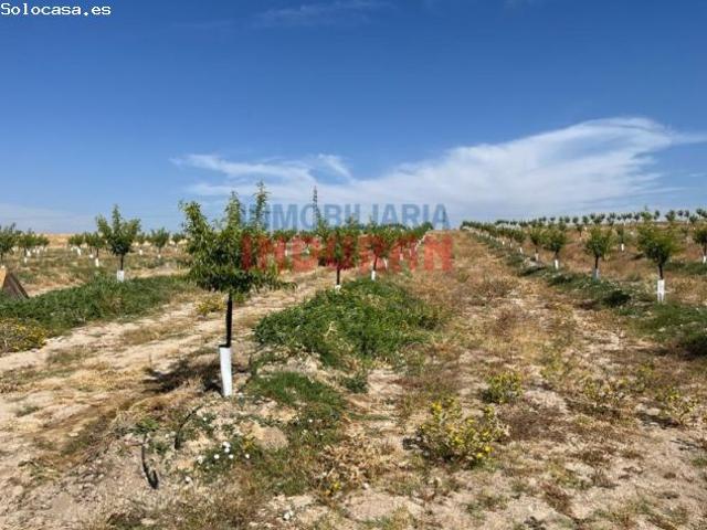 Finca de regadío con almendros en Saucedilla