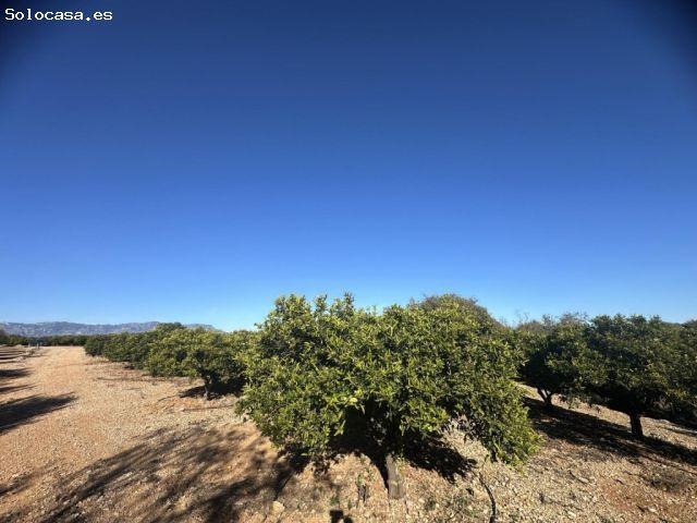 Finca de regadío plantada de cítrico en Santa Bárbara