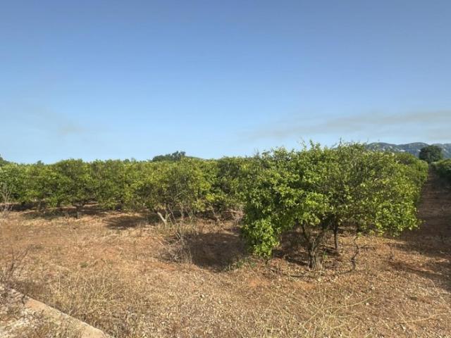 Finca de regadío plantada de cítrico en Santa Bárbara