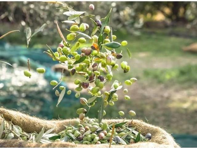 FINCA ECOLÓGICA DE 156 HA CON OLIVAR EN PRODUCCIÓN, CASA DE 750 M² Y ALTO POTENCIAL DE NEGOCIO