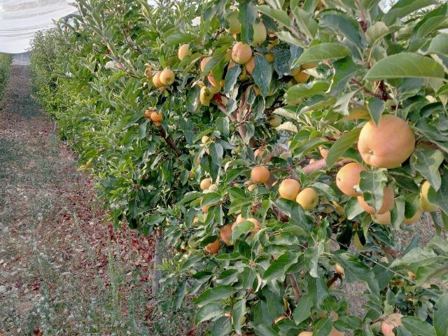 Finca ecológica en Cogollos Vega — 2,5 hectáreas con casa, naves y producción agrícola