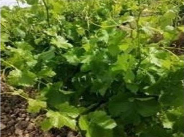 FINCA ECOLOGICA PREMIUM CON BODEGA