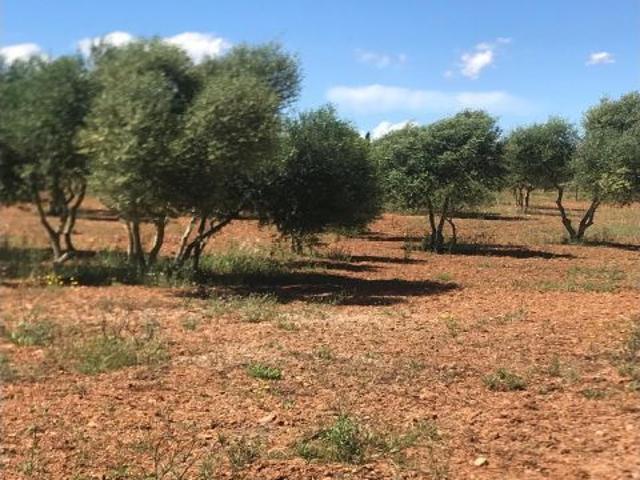 FINCA EDIFICABLE EN SON PIERES