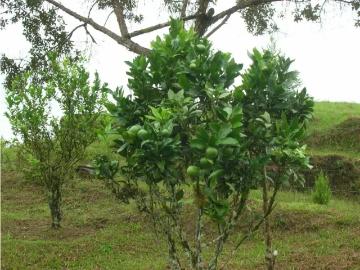 Finca en Venta en Dagua, Valle del cauca por $1100000