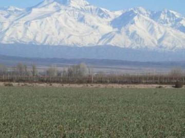 Finca en Venta Ugarteche Lujan de Cuyo