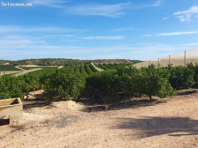 Finca en venta de 200 hectáreas de cítricos en Alicante