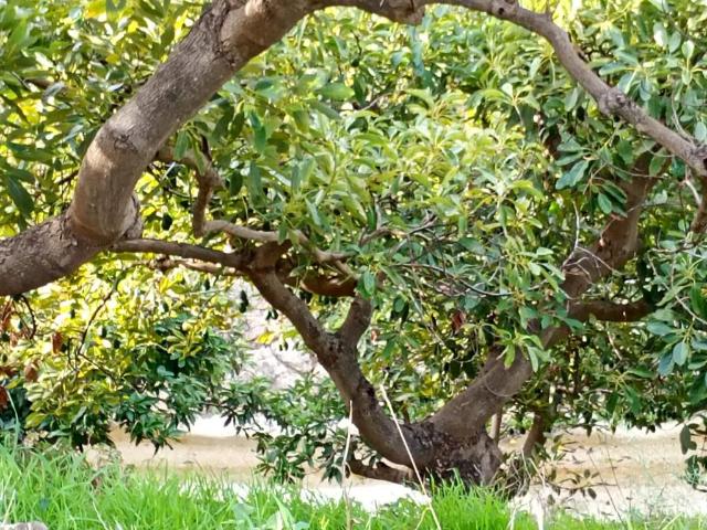 Finca en venta en Vélez Málaga Málaga