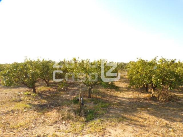 Finca en venta en Algemesí Valencia