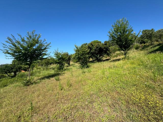 Finca en venta en Candeleda Ávila