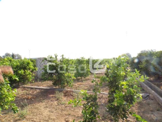 Finca en venta en Carcaixent Valencia