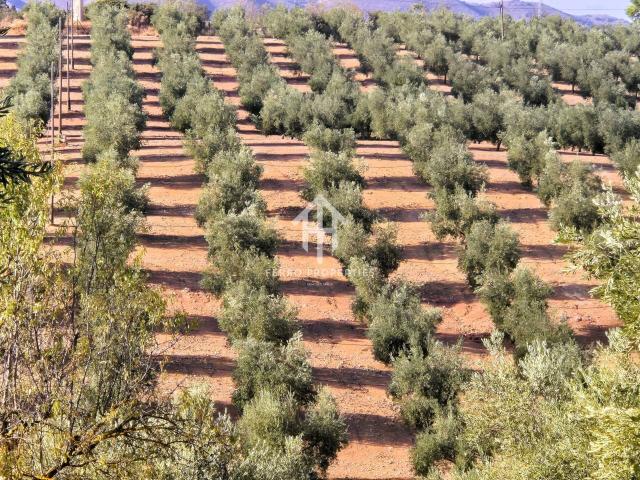 Finca en venta en Dehesa de los Montes – Con vivienda y olivar en producción
