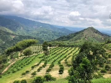 Finca En Venta En Genova V68039