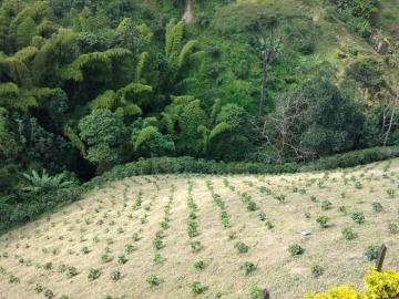 Finca En Venta En Manizales En. V257118