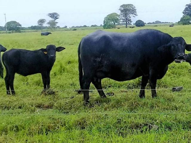 Finca en Venta en Santa Barbára de Barínas. Santa Barbára de Barínas. Barinas 32767 m2. 11 hab
