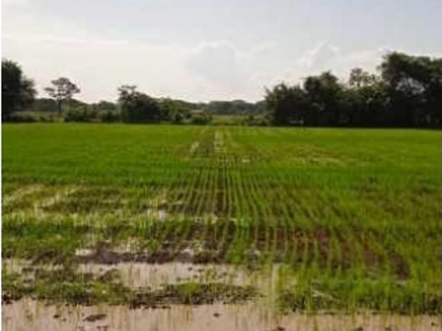 Finca en venta Guarico