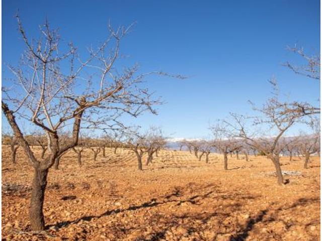 FINCA EN VENTA SITA EN ALCOLEA CON ALMENDROS ECOLÓGICOS EN PLENA PRODUCCIÓN