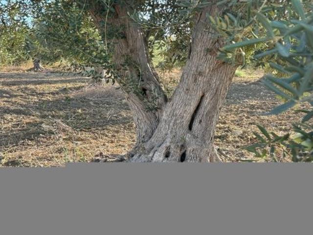 FInca en Alhaurin de la Torre