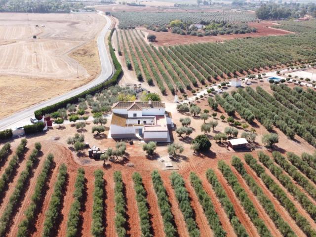 Exclusiva finca de 17 hectáreas con olivar y complejo ecuestre premium en Sevilla