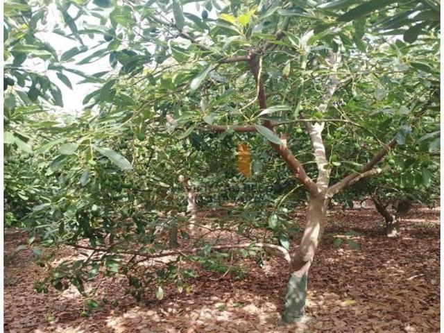 FINCA EN PRODUCCION CON APERO