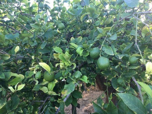 Finca en producción de Limón con potencial futuro urbanistico en Camino Los Cipreses, El Esparragal