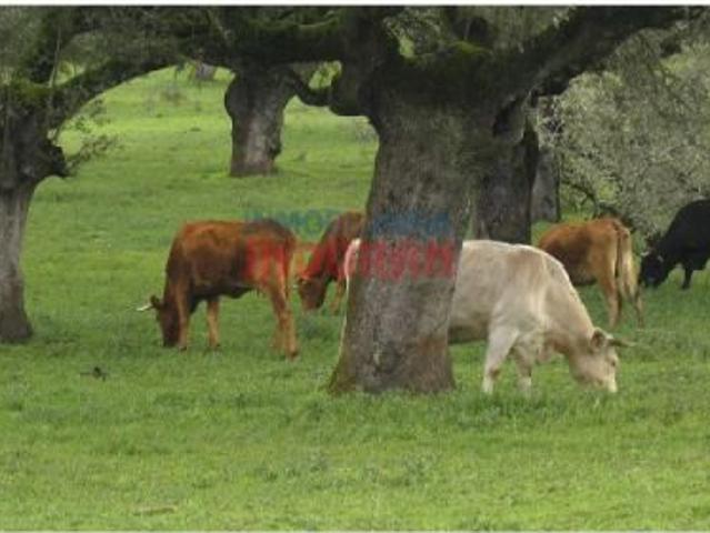 Finca ganadera en Alía, Cáceres