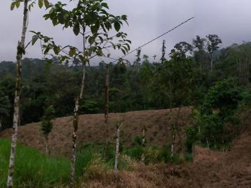 Finca Ganadera Santo Domingo de los Tsachilas