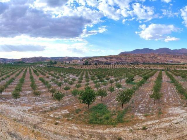 Finca La Casilla – Fonelas Granada