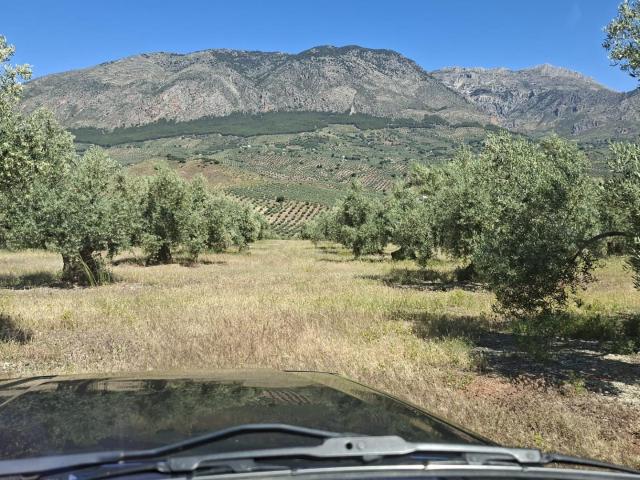 FINCA OLIVAR PEDANÍA SOLERA HUELMA