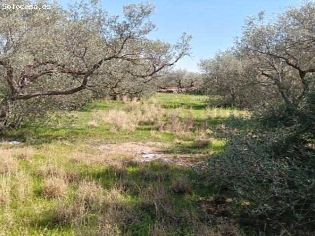 finca plana de olivos con casa de piedra para rehabilitar y agua de pozo