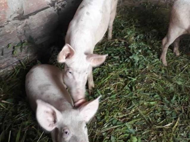 FINCA PARA CRIA DE PORCINOS EN PARAPARA DE ORTIZ