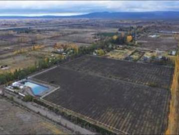 Finca Premium de Ciruelas Dagen con Infraestructura de Alta Tecnología – Cuadro Benegas – San Rafael
