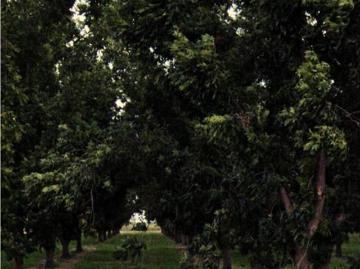 Finca Rancho en venta en San Jorge, Jiménez, Chihuahua