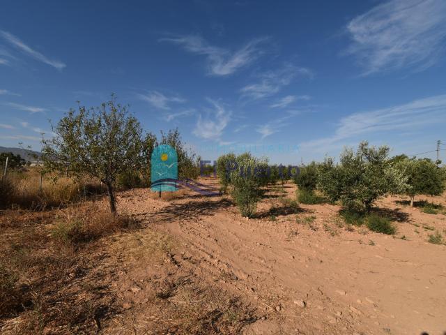 FINCA RURAL DE 15.000 M2 CON OLIVERAS EN CUEVAS DE REYLLO REF 158