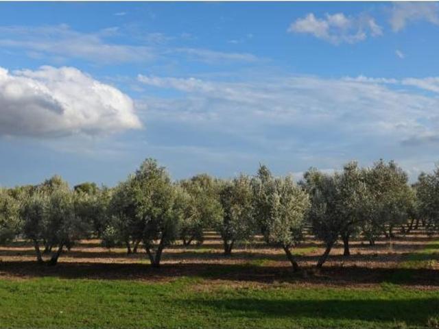 Finca rustica a Reformar