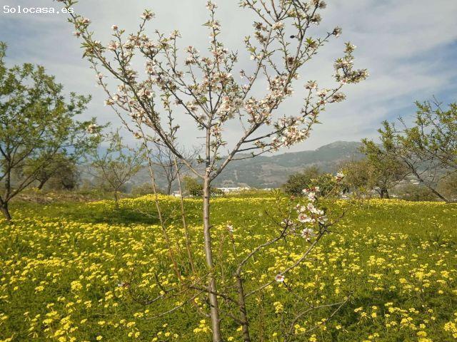 Finca Rustica cerca del pueblo Casarabonela