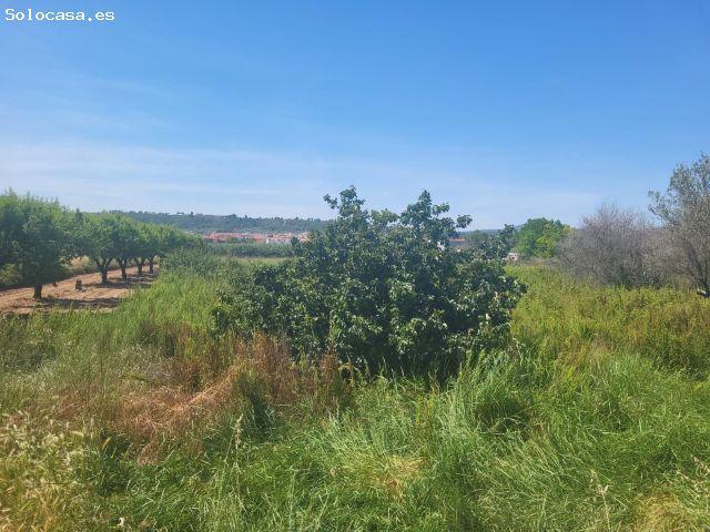 FINCA RUSTICA CERCA DEL REGALL ZONA DE HUERTA
