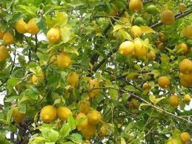 Finca rústica con 3 embalses,goteros,2 cabezales,goteros,vallada de 27,3 hectareas limones Verna