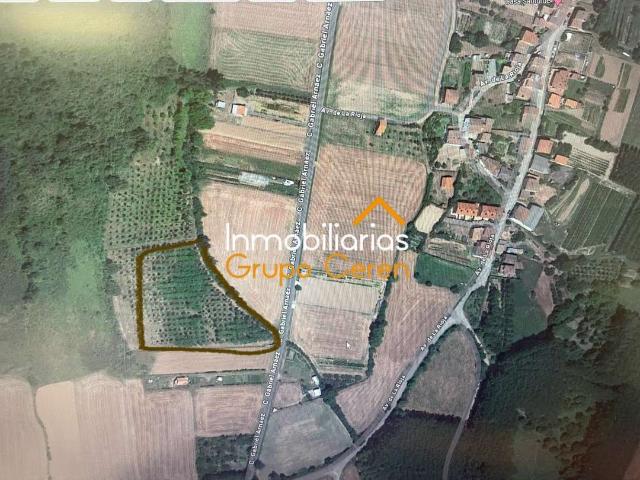 FINCA RÚSTICA CON VALLADO PERIMETRAL PLANTADA DE ARBOLES