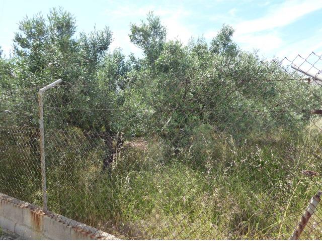 FINCA RUSTICA CON CASA EN BENICARLO