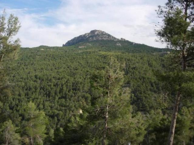 Finca Rustica con Casas y Almendros en Producción Moratalla