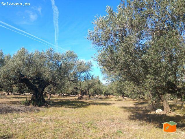 FINCA RUSTICA CON DOS CASAS EN VENTA EN MAS DE BARBERANS TARRAGONA