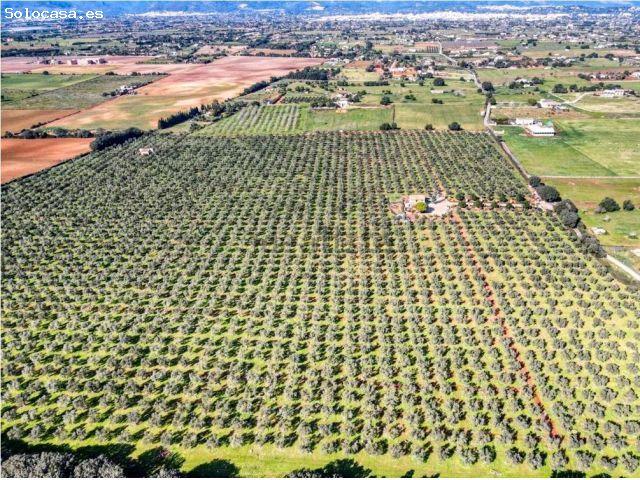 Finca rústica con explotación agrícola y licencia vacacional