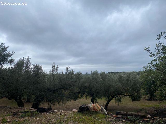 ? Finca rústica con olivos junto al Canal Xerta Calig – con agua, luz y almacén